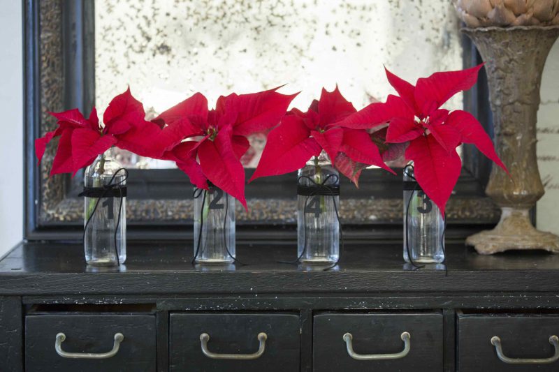Buon Poinsettia Day: oggi è la giornata internazionale delle Stelle di Natale!<br>LO SAPEVATE?