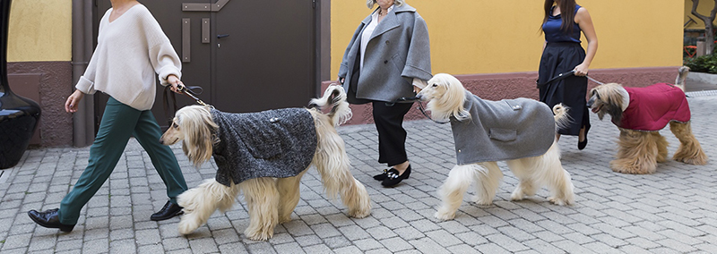 Moda e Design si incontrano per amore dei nostri animali, Temellini e Brando Presentano le nuove collezioni Pet Home Collection e Dog à Porter