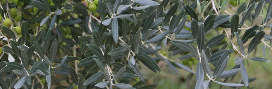 A Natale regaliamoci il benessere Prodotti food e beauty che sfruttano le proprietà benefiche delle foglie d’olivo