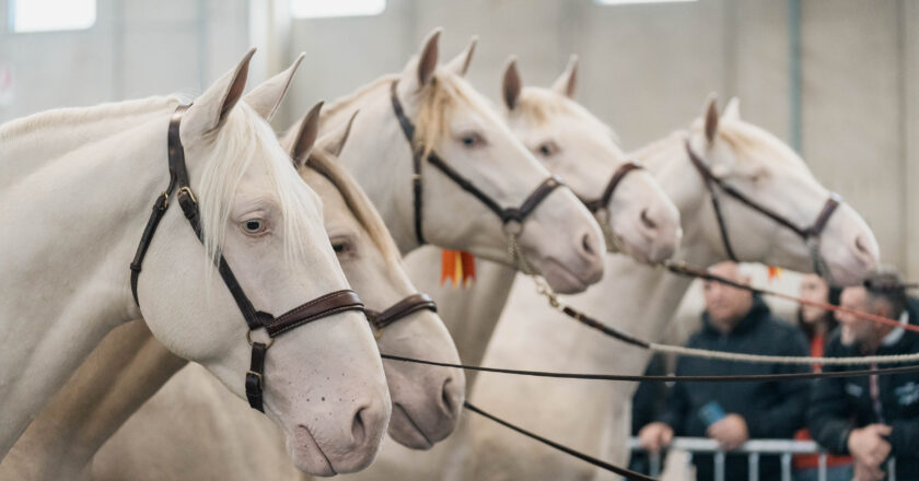 FIERACAVALLI PRESENTA IL MONDO EQUESTRE AL G7 AGRICOLTURA E PESCA DI ORTIGIA 